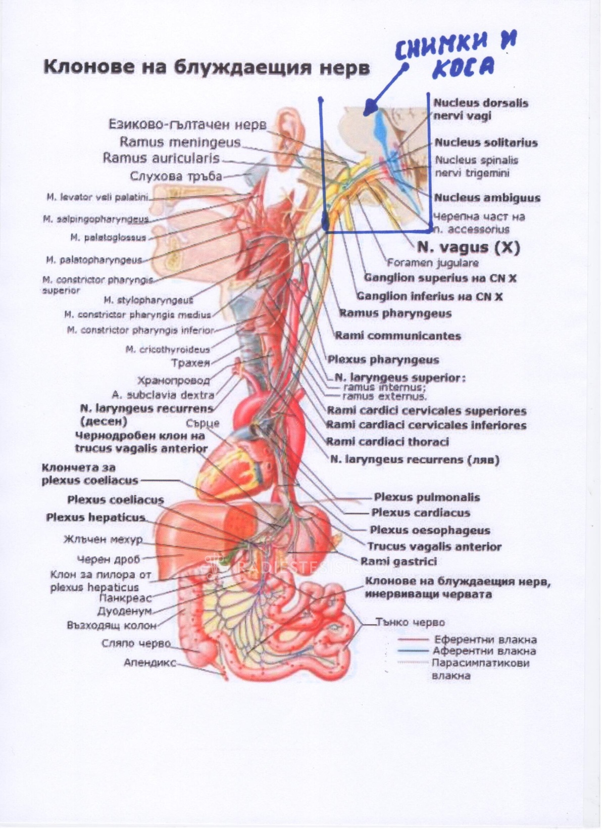 блуждаещ нерв